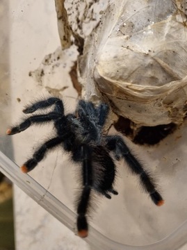 Avicularia metallica dorosła samica ptasznik