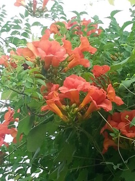 Milin amerykański campsis radicans 100 nasion/23