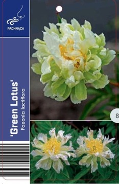 Piwonia lactiflora Green Lotus