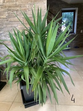 Juka Yucca roślina