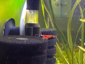 Krewetki Bloody Mary czerwone Neocaridina