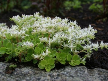 Rozchodnik trójlistny / Sedum ternatum