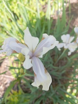 Irys Syberyjski o białych kwiatach 