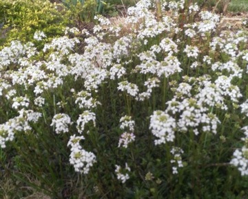 Gęsiówka wczesna   (Arabis)