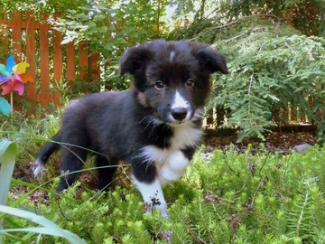 Szczeniak Border Collie ZKwP/FCI