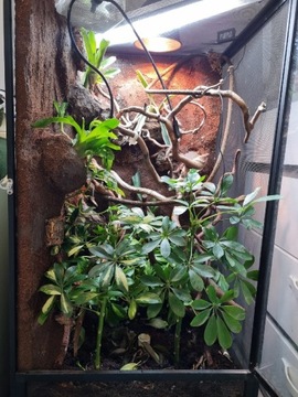 Terrarium dla kameleona 