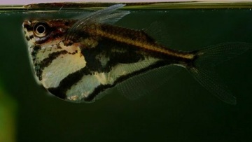 Pstrążenica marmurkowa ryba akwariowa 