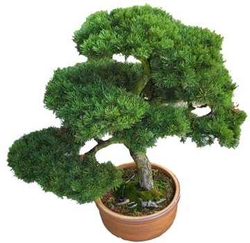 Piękne drzewo BONSAI , POLSKIE