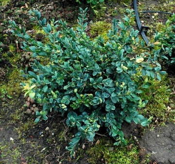 Bukszpan 'Arabeska' - Buxus sempervirens 009