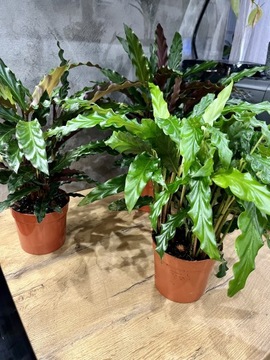 Kalatea Falistolistna, Calathea 40 cm