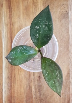 Hoya sp. Rundum - cięta sadzonka