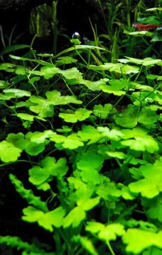 Hydrocotyle tripartita Japan - duże sadzonki