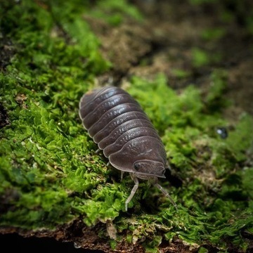 Cubaris murina, Isopody, prosionki, Warszawa