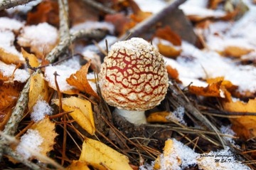 Fotografia autorska,'' Zmienność pór''