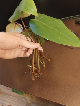 Philodendron Red Emerald (czerwieniejący)