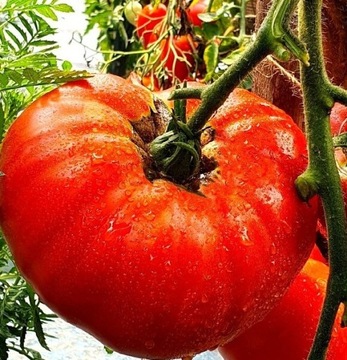 BRUTUS MAGNUM Pomidor kolekcjonerski