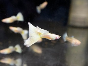 Gupik Albino Platinium para