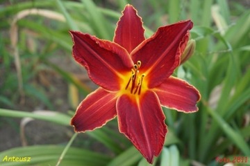 Hemerocallis / Liliowiec : Anteusz