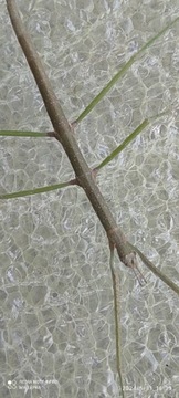 Patyczaki (Diapheromera femorata)