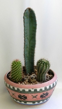 Kaktusy w doniczce ceramicznej  zestaw