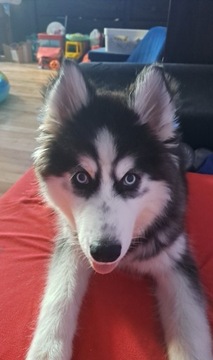 Husky