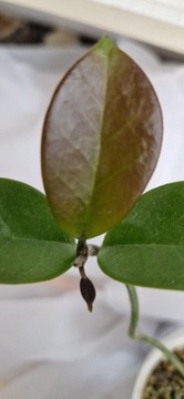 Hoya australis rosnąca 