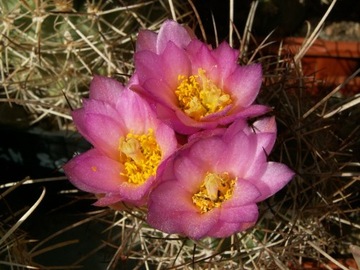 Zestaw nasion Sclerocactus - 26 pakietów