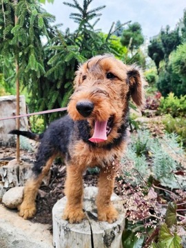 Airedale Terrier szczenięta z metrykami 