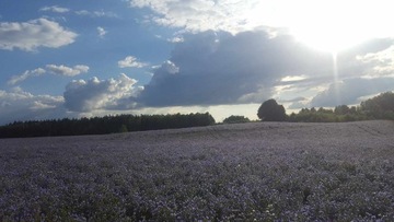 Żmijowiec Babkowaty