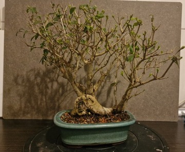 Sztuka Bonsai Ligustr 