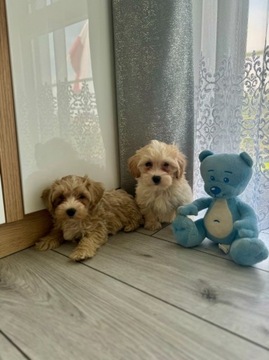 Maltipoo pudel toy & maltańczyk maluteńki piesek zapraszam !!