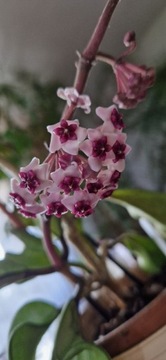 Hoya obowata variegata picta 