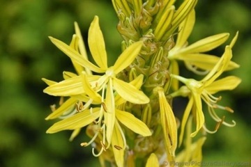 Złotnica żółta Asphodeline lutea