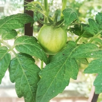 Pomidor Maliniak malinowy s.20..30cm TANIA DOSTAWA
