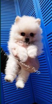 Szpic miniaturowy pomeranian biały 