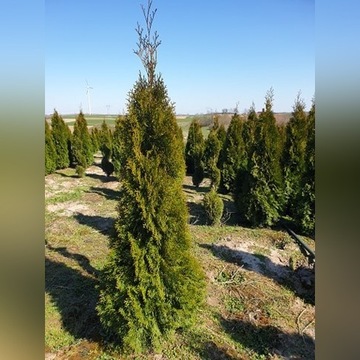 Thuja Szmaragd !!!!