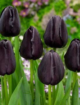 Tulipan - królowa nocy (z Holandii) 