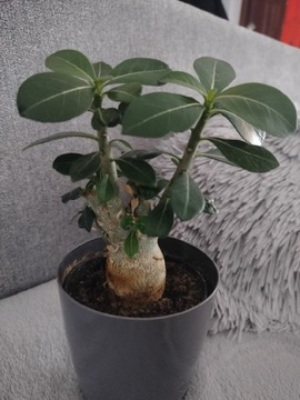 Adenium róża pustyni drzewko