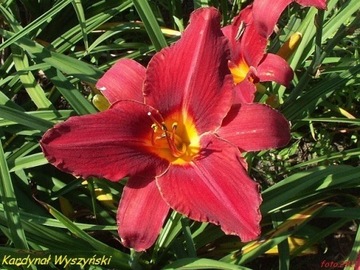 Hemerocallis / Liliowiec: Kardynał Wyszyński