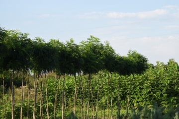 Robinia, akacja kulista, odmiana 'Umbraculifera'