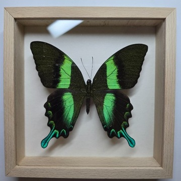 Motyl w gablotce Papilio Blumei