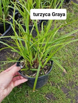 Turzyca graya - śliczna trawa