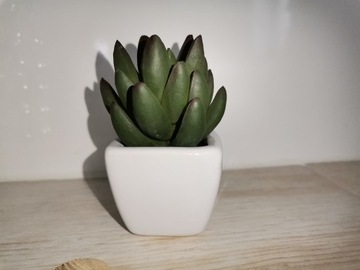 Roślina stuczna Succulent w donicy 10 cm, Nowy