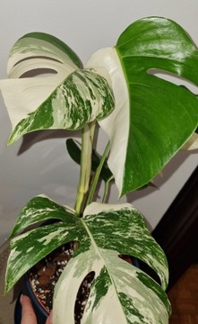 Monstera variegata half-moon 