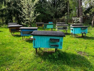 Ule z rodzinami pszczelimi Pasieka Miód Pszczoły