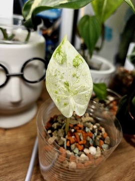 Alocasia Macrorrhiza variegata Splash 