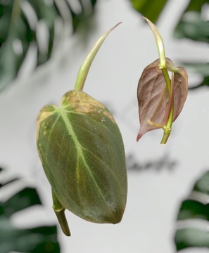 Philodendron micans variegata 