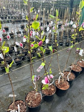 Magnolia - CAMEO - 2 kolorowe kwiaty