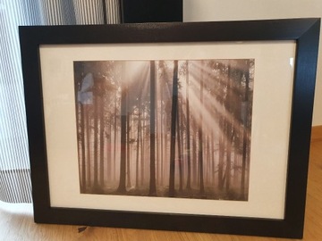 LAS o świcie - Fotografia  w oprawie 78 x 58 cm