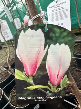 Magnolia - AMABILIS - biało-róż kwiaty